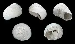 Neverita duplicata.