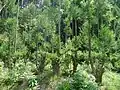 Un jeune arbre Daisugi que l'on essaie de faire revivre dans le quartier Sugisaka de Kita-ku, Kyoto.
