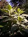 Nicotiana gigantea variegata
