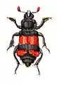 Nicrophorus investigator