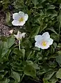 Fleurs