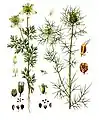 Nigella sativa qui donne le cumin noir