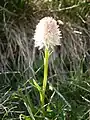 Nigritella corneliana blanche en Oisans