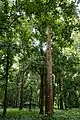Plantation d'arbres à tek, Nilambur, Kerala, Inde.