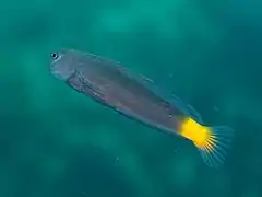 Ecsenius namiyei
