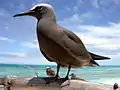 Noddy Brun sur Bird Island, Seychelles.