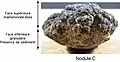 Nodule polymétallique de type C – vue de profil – Pacifique équatorial nord – Laboratoire Géoscience Marine (Ifremer).
