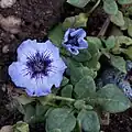 Fleurs