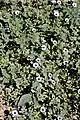 Floraison