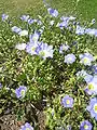 Floraison