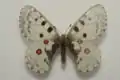 Parnassius nomion