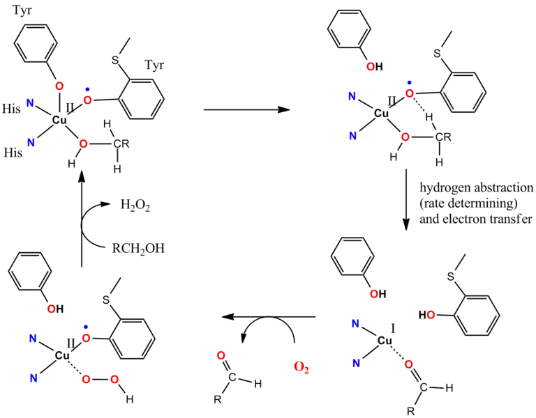 Cycle catalytique de la galactose oxydase (en).