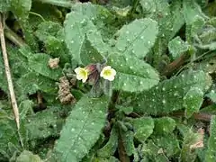 Photographie couleur de deux fleurs jaunes en clochettes.