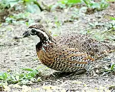 C. v. texanus