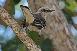 Moqueur polyglotte(Mimus polyglottos)