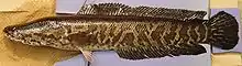 Channidae.