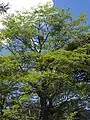 Nothofagus antarctica ou hêtre austral, ou localement ñire ou ñirre.