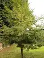 Coigüe ou Nothofagus dombeyi.
