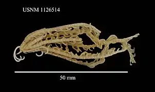 Notocrinus mortenseni.