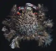 Notomithrax ursus