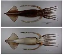 Nototodarus sloanii