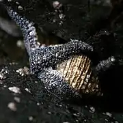 Nucella lima