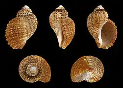 Nucella squamosa