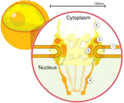 Schéma du pore nucléaire