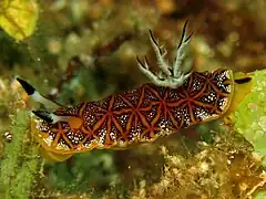 Halgerda tessellata.