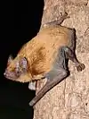 Noctule commune