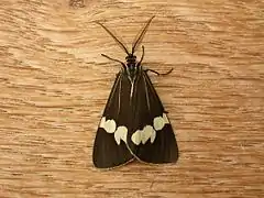 Imago.