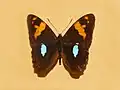 Adelpha justina
