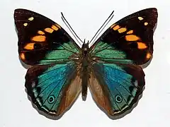 Apaturina erminea