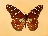 Tirumala formosa