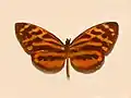 Tithorea harmonia