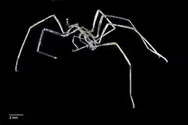 Nymphon dubitabile