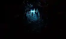 Filaments produits par les larves de vers luisants
