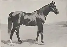 Photographie en noir et blanc d'un cheval noir vu de profil.