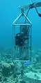 (AOML&nbsp;(en)) in situ taux de CO2 / sensor (SAMI-CO2) (étude coraux / NOAA)