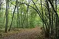 Le réseau de sentiers de l'Ober-Olmer Wald s'étend sur 25 km - il y existe des zones spécialement protégées pour les animaux et les plantes.