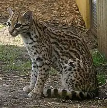Ocelot ou Panthera onca