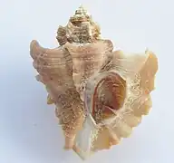 Ocenebra japonica