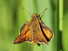 Ochlodes sylvanus