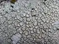 Pertusariales :Ochrolechia parella