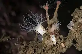 Ocnus lacteus.