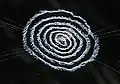 Stabilimentum d'une Octonoba yaeyamensis.