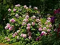 Paeonia suffruticosa