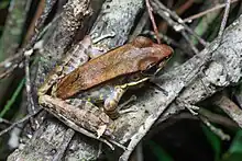 Odorrana aureola, forme brune