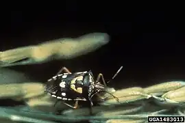 Oebalus ornatus