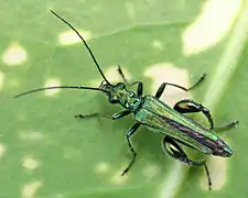 Un œdémère noble mâle, reconnaissable par ses cuisses hypertrophiées.